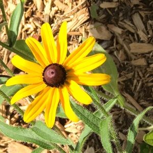 Meet your Posher, Janet